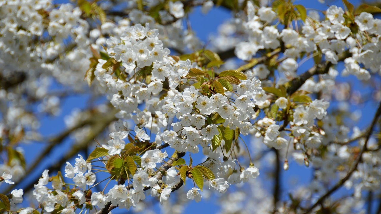 Обои небо, дерево, цветение, ветки, весна, вишня, the sky, tree, flowering, branches, spring, cherry разрешение 2048x1362 Загрузить