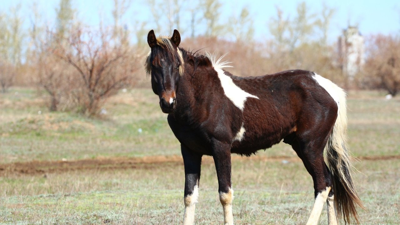 Обои лошадь, взгляд, конь, грива, степь, хвост, horse, look, mane, the steppe, tail разрешение 1920x1280 Загрузить