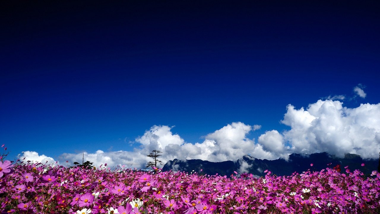 Обои небо, цветы, облака, природа, пейзаж, поле, космея, the sky, flowers, clouds, nature, landscape, field, kosmeya разрешение 2560x1600 Загрузить