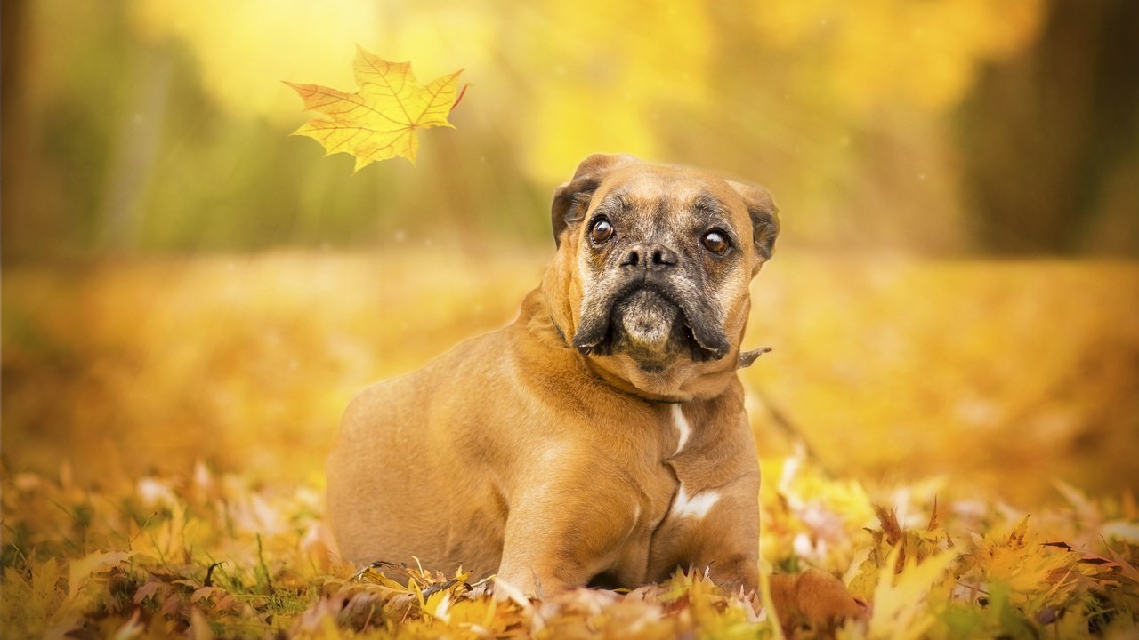 Обои глаза, взгляд, осень, собака, лист, боксер, eyes, look, autumn, dog, sheet, boxer разрешение 3600x2400 Загрузить