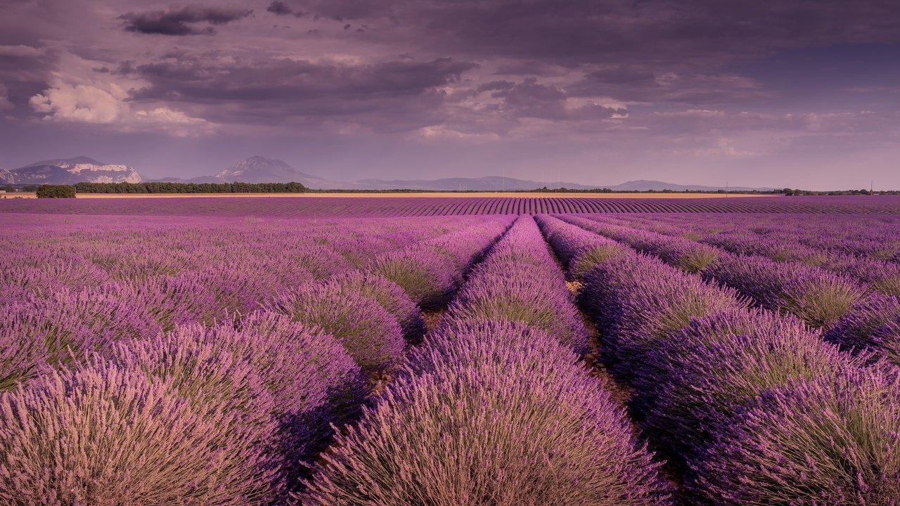 Обои небо, цветы, облака, поле, лаванда, прованс, the sky, flowers, clouds, field, lavender, provence разрешение 2048x1365 Загрузить