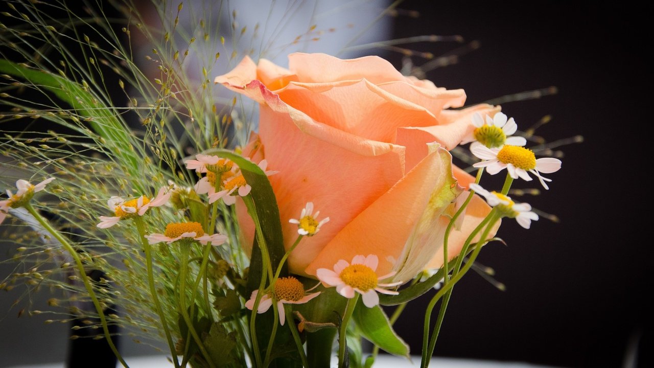 Обои цветы, роза, ромашки, букет, flowers, rose, chamomile, bouquet разрешение 2048x1106 Загрузить