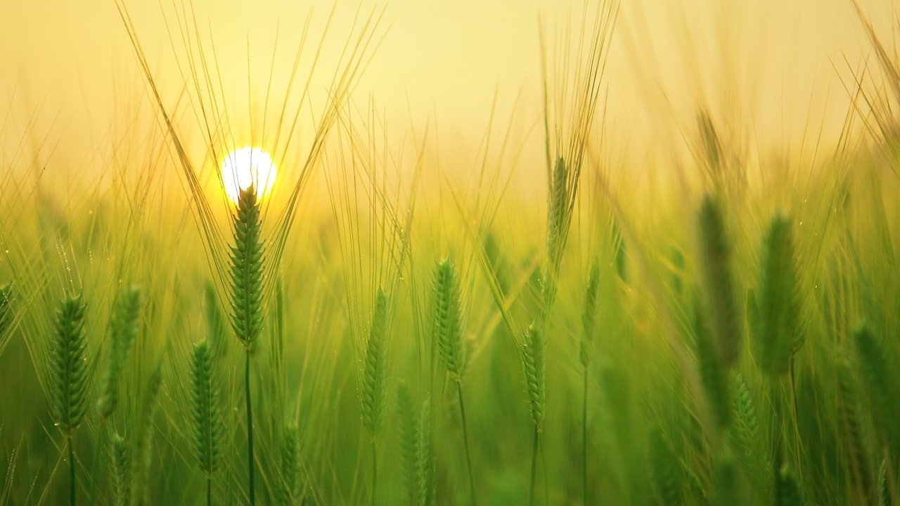 Обои солнце, природа, фон, поле, колосья, пшеница, the sun, nature, background, field, ears, wheat разрешение 1920x1280 Загрузить