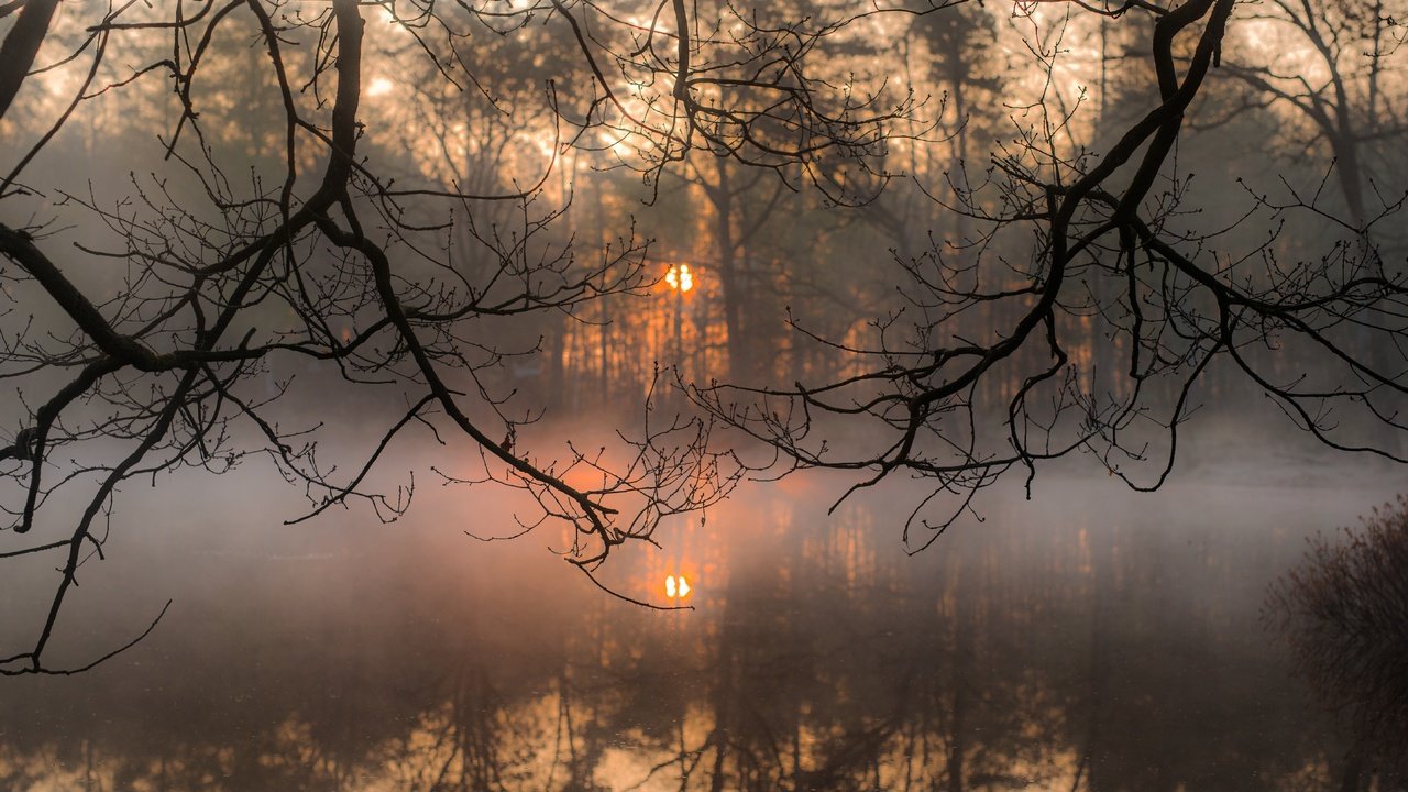 Обои деревья, вода, солнце, отражение, утро, туман, ветки, trees, water, the sun, reflection, morning, fog, branches разрешение 5769x3851 Загрузить