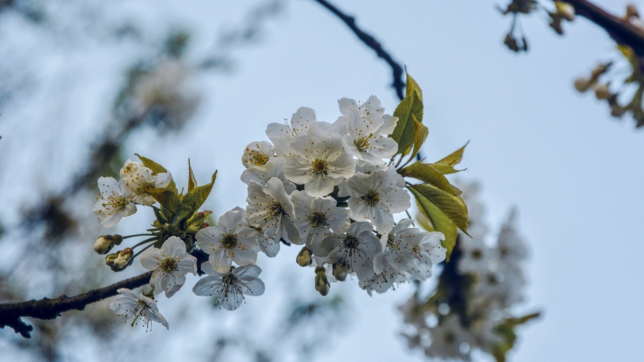 Обои ветка, дерево, цветение, весна, вишня, branch, tree, flowering, spring, cherry разрешение 5531x3689 Загрузить