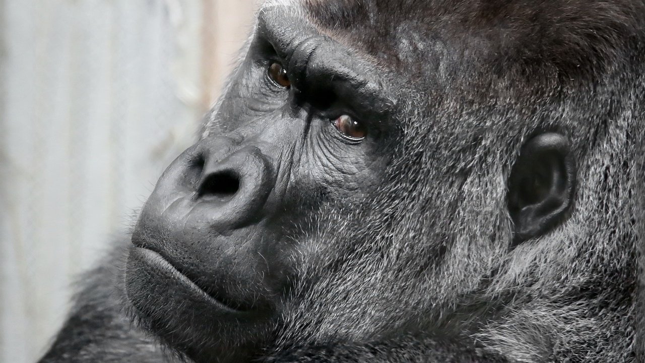 Обои глаза, морда, взгляд, обезьяна, горилла, eyes, face, look, monkey, gorilla разрешение 2048x1353 Загрузить