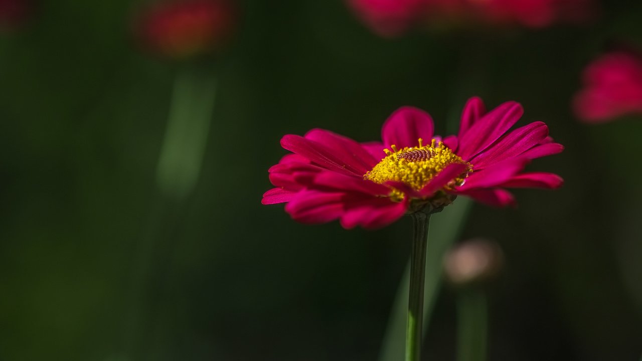 Обои цветок, лепестки, стебель, маргаритка, jazzmatica, flower, petals, stem, daisy разрешение 3843x2443 Загрузить