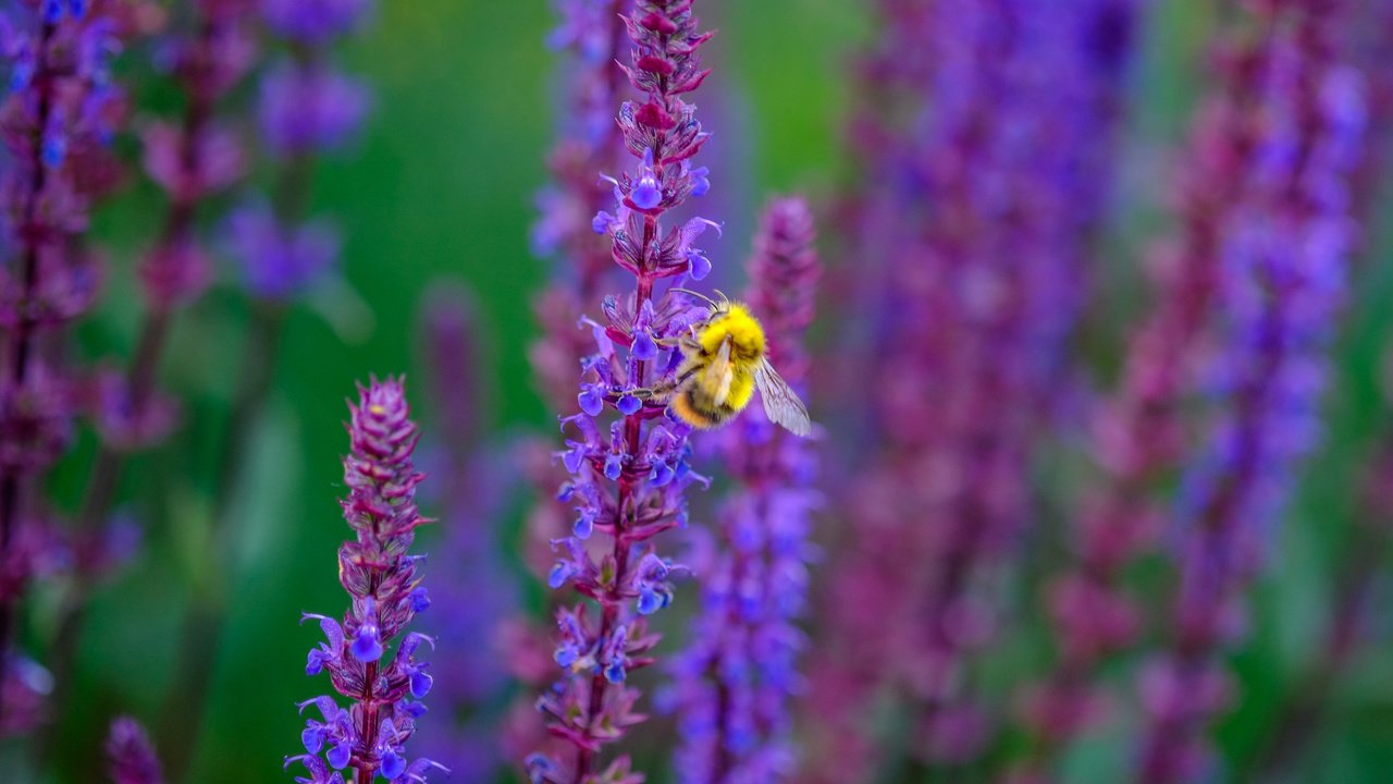 Обои цветы, насекомое, пчела, шалфей, jazzmatica, flowers, insect, bee, sage разрешение 4896x2760 Загрузить