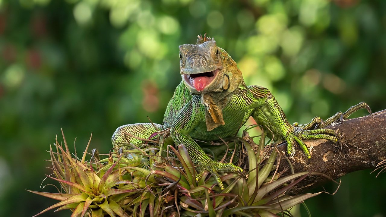 Обои ящерица, зеленая, игуана, lizard, green, iguana разрешение 1920x1280 Загрузить