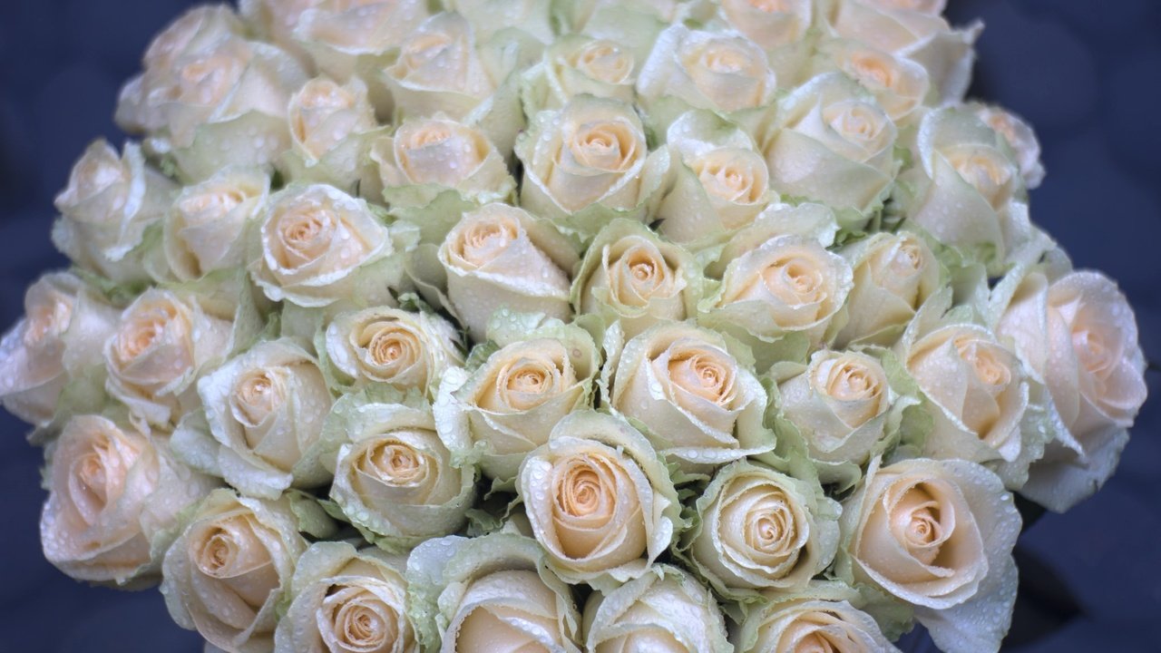 Обои цветы, бутоны, капли, розы, букет, охапка, flowers, buds, drops, roses, bouquet, bunch разрешение 2048x1365 Загрузить