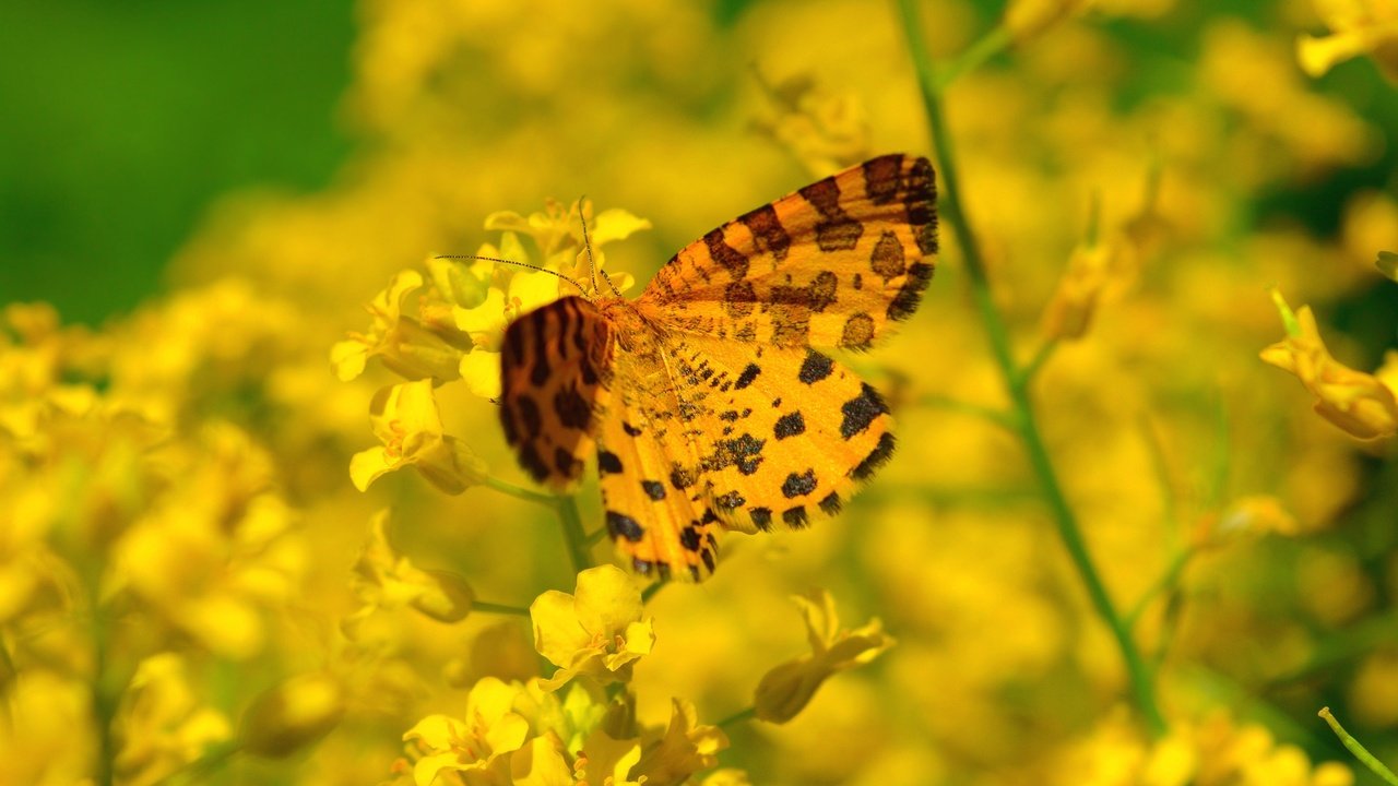 Обои цветы, насекомое, бабочка, flowers, insect, butterfly разрешение 3000x1973 Загрузить