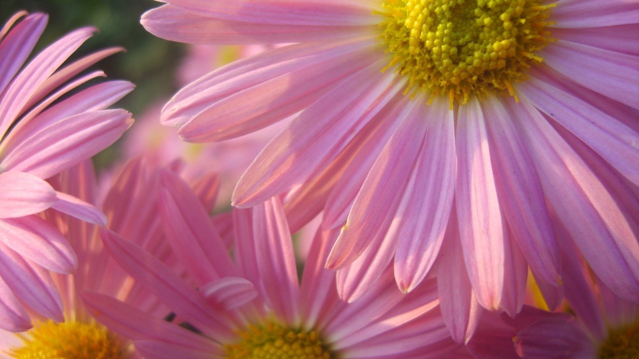Обои цветы, лепестки, ромашка, розовые, крупным планом, пиретрум розовый, персидская ромашка, пиретрум, flowers, petals, daisy, pink, closeup, pyrethrum pink разрешение 3264x2448 Загрузить