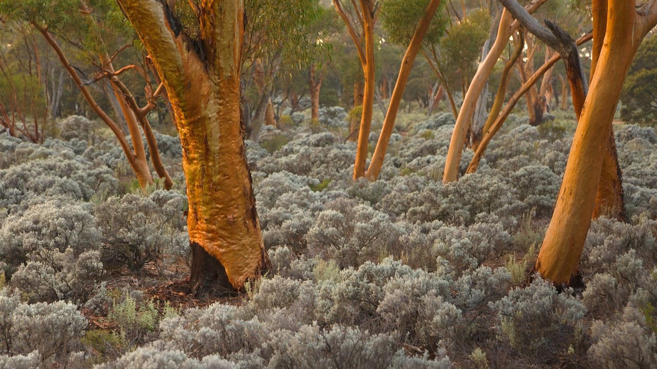 Обои деревья, стволы, австралия, эвкалипт, trees, trunks, australia, eucalyptus разрешение 1920x1200 Загрузить