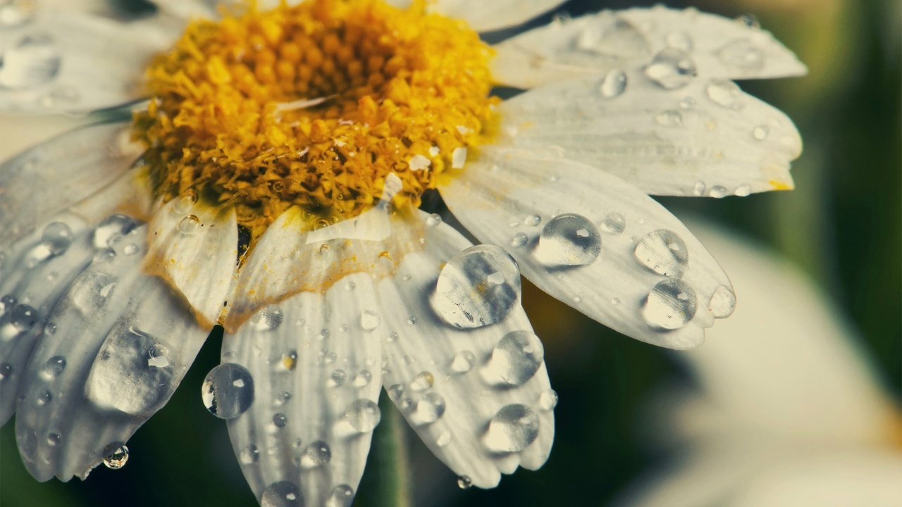 Обои макро, цветок, капли, лепестки, ромашка, macro, flower, drops, petals, daisy разрешение 1980x1315 Загрузить