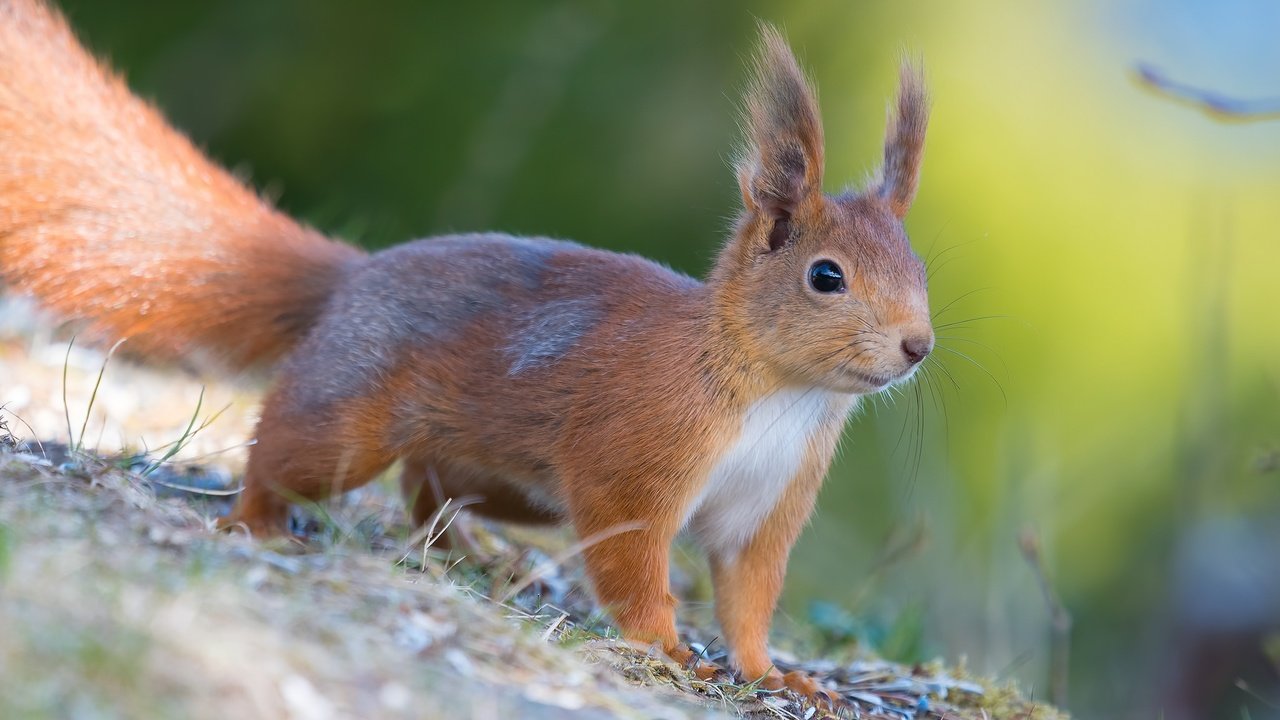 Обои мордочка, шерсть, белка, хвост, белочка, грызун, muzzle, wool, protein, tail, squirrel, rodent разрешение 2048x1152 Загрузить