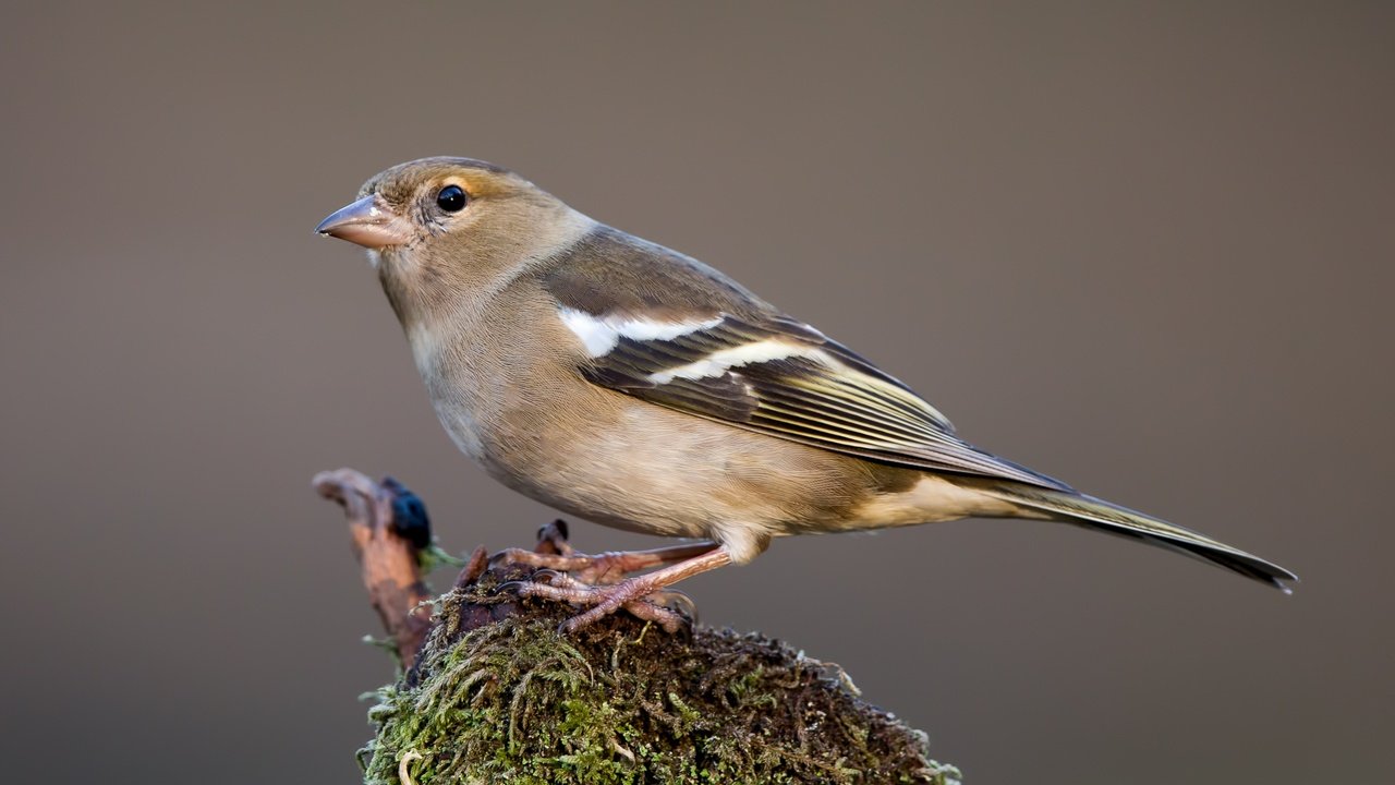 Обои птицы, птица, зяблик, самка, birds, bird, chaffinch, female разрешение 3481x2227 Загрузить