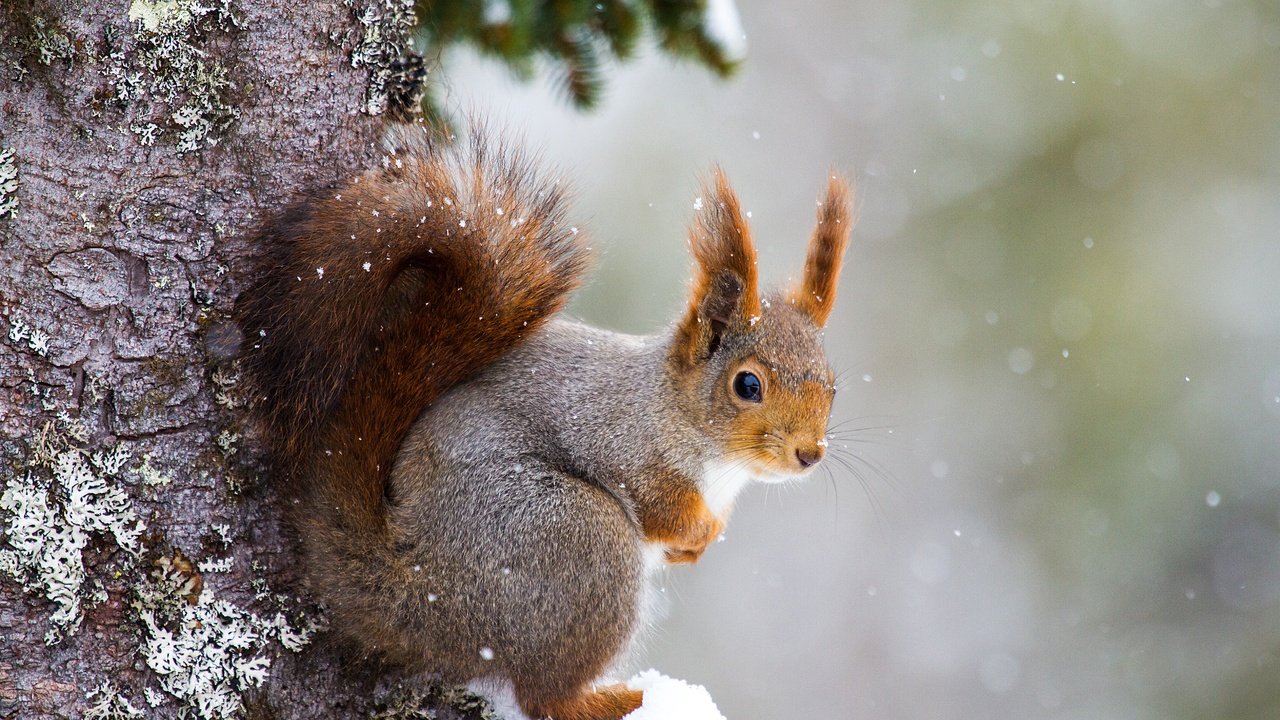 Обои снег, дерево, белка, хвост, белочка, грызун, snow, tree, protein, tail, squirrel, rodent разрешение 5184x3456 Загрузить