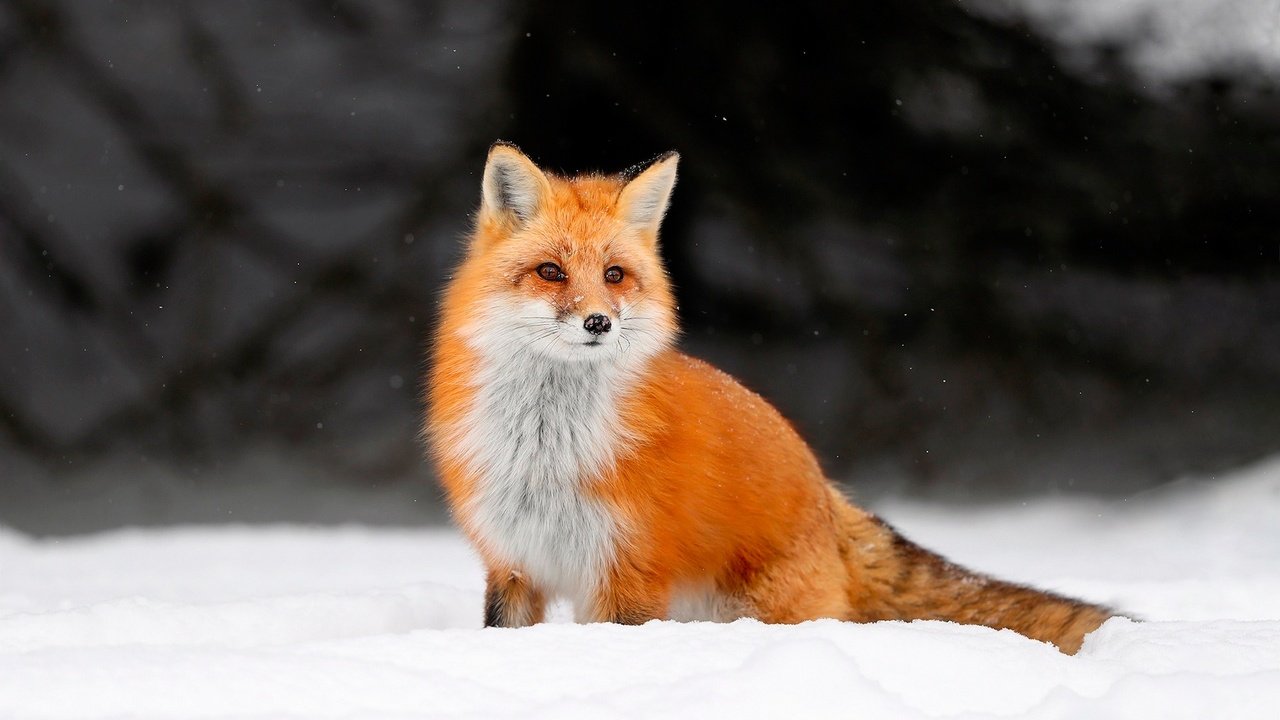 Обои снег, зима, лиса, лисица, животное, лис, snow, winter, fox, animal разрешение 1920x1200 Загрузить