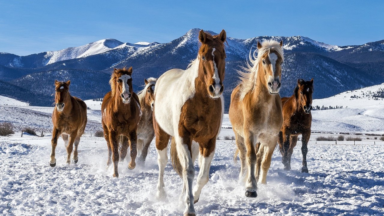 Обои снег, зима, лошади, кони, табун, snow, winter, horse, horses, the herd разрешение 2048x1365 Загрузить