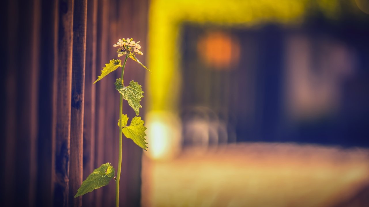 Обои трава, фон, забор, размытость, растение, grass, background, the fence, blur, plant разрешение 2560x1607 Загрузить