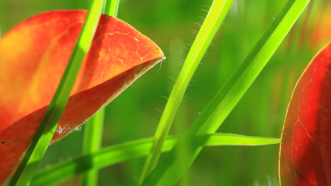 Обои трава, природа, листья, макро, grass, nature, leaves, macro разрешение 2048x1332 Загрузить