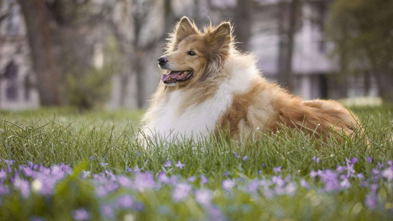 Обои цветы, трава, собака, боке, колли, длинношёрстный колли, flowers, grass, dog, bokeh, collie, rough collie разрешение 6000x4000 Загрузить