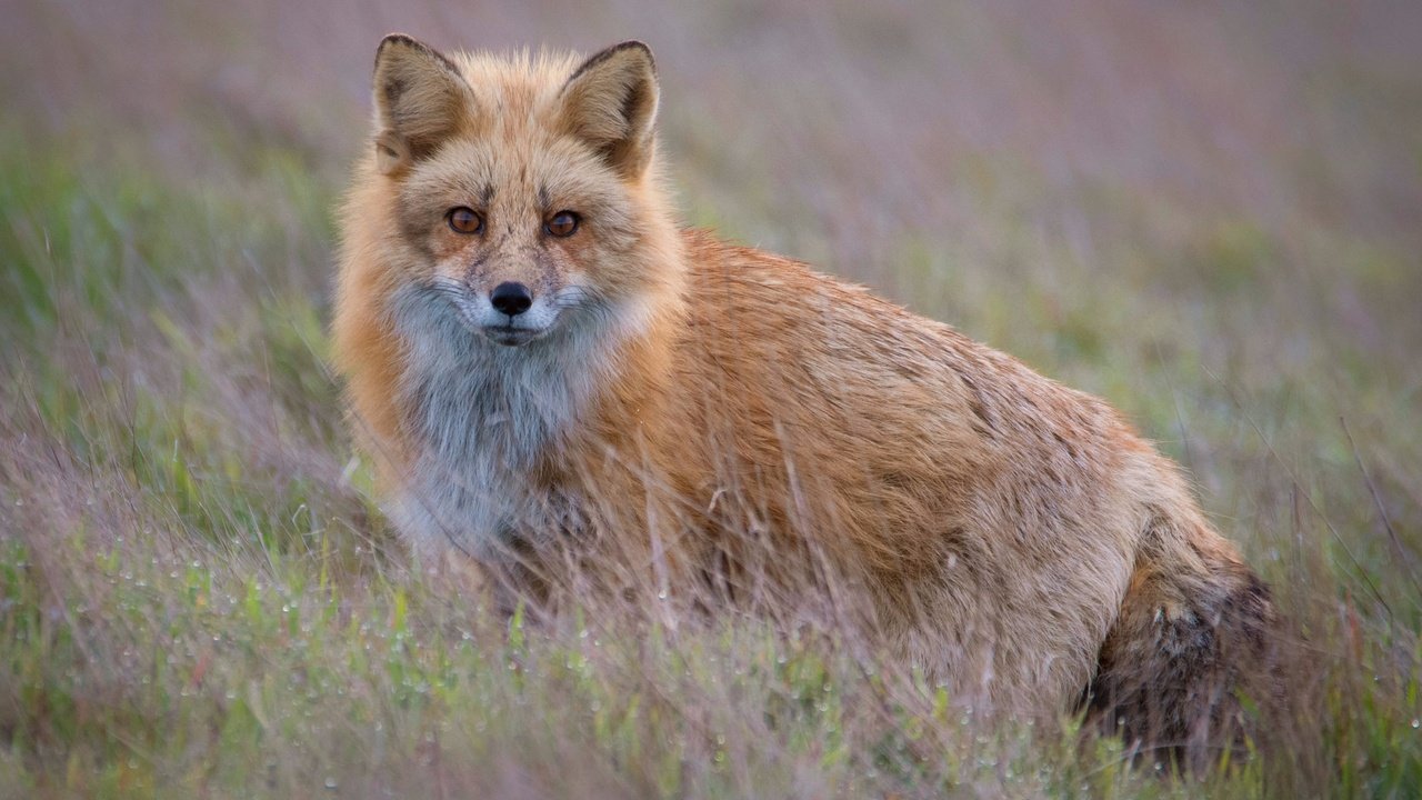 Обои трава, взгляд, рыжая, лиса, боке, grass, look, red, fox, bokeh разрешение 2560x1981 Загрузить