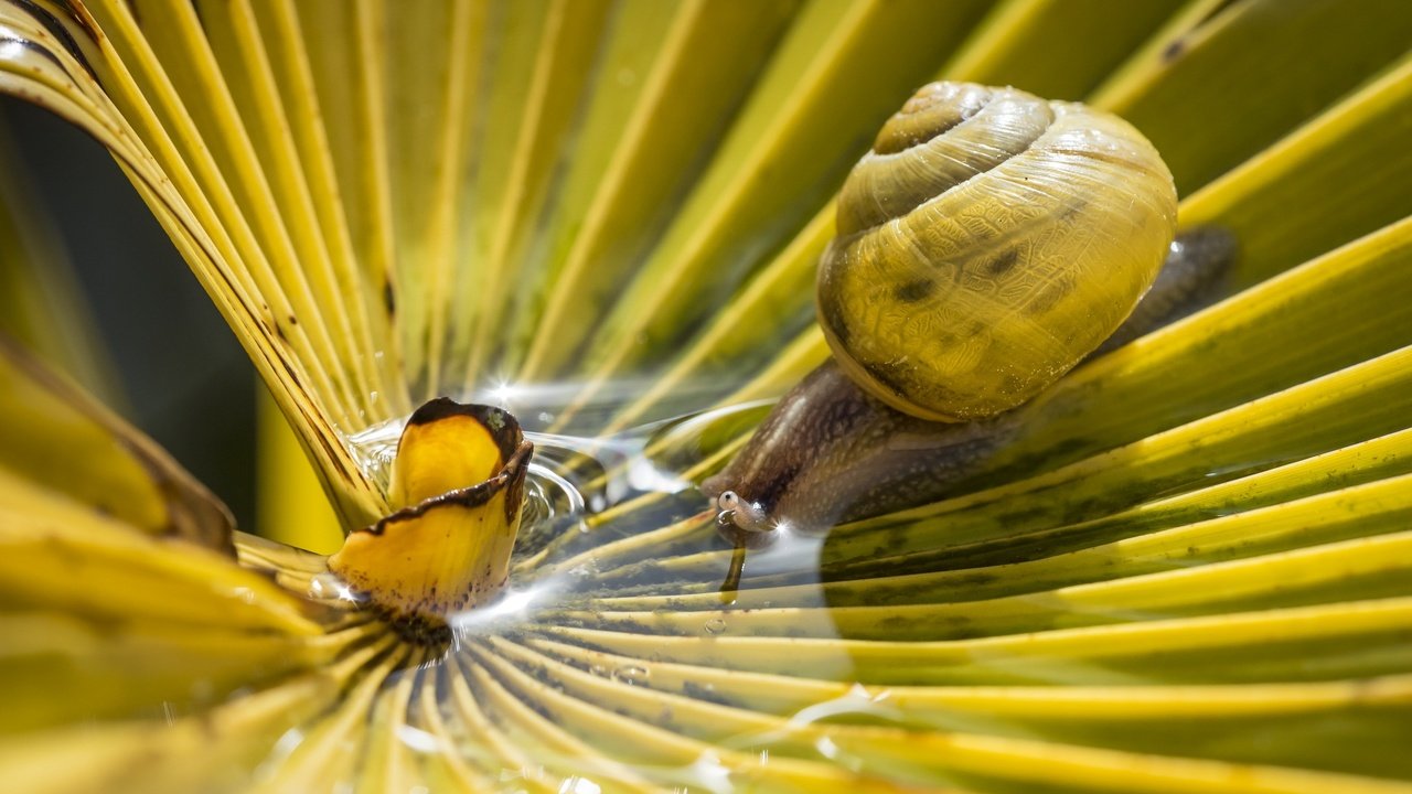 Обои вода, макро, лист, пальма, улитка, bertrand thiéfaine, water, macro, sheet, palma, snail разрешение 2560x1600 Загрузить