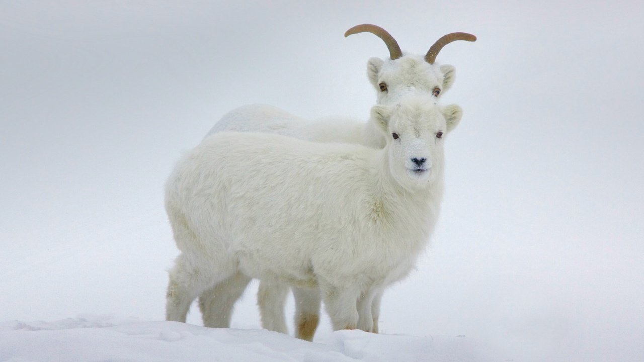 Обои зима, рога, канада, бараны, юкон, баран далла, winter, horns, canada, sheep, yukon, sheep dalla разрешение 1920x1200 Загрузить