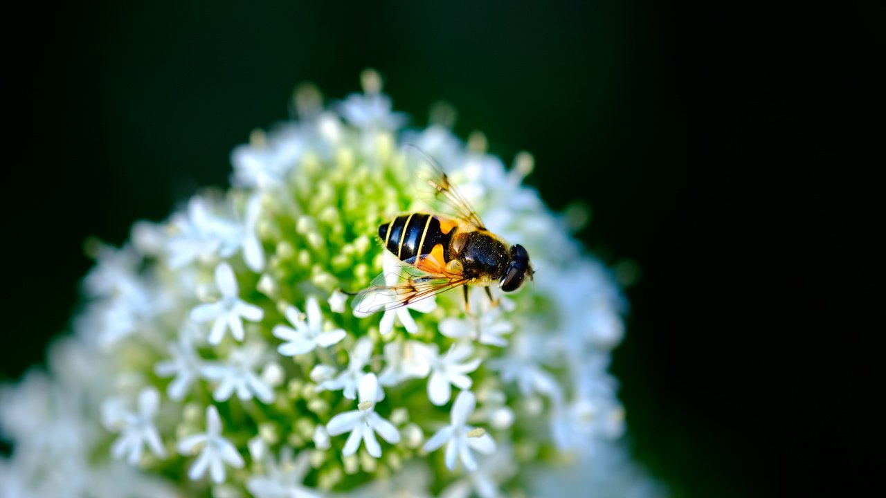 Обои насекомое, цветок, черный фон, муха, журчалка, jazzmatica, insect, flower, black background, fly, gorzalka разрешение 4896x2760 Загрузить