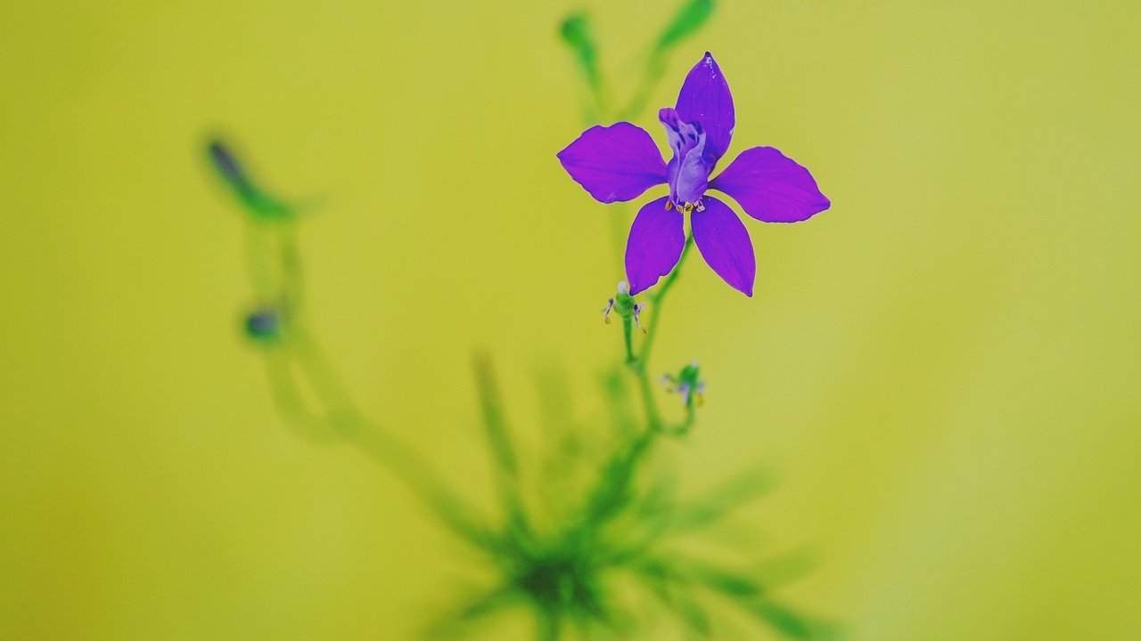 Обои цветок, лепестки, размытость, стебель, живокость, flower, petals, blur, stem разрешение 3870x3264 Загрузить