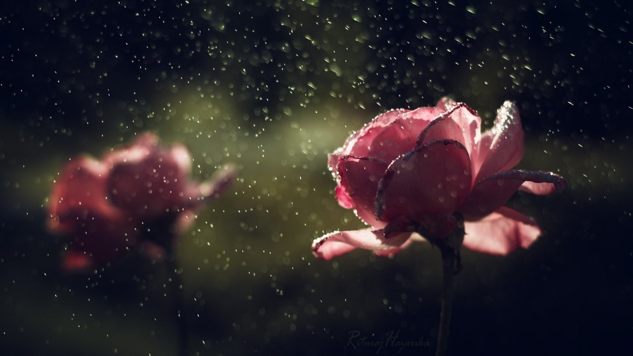 Обои цветы, капли, розы, лепестки, дождь, flowers, drops, roses, petals, rain разрешение 1920x1200 Загрузить