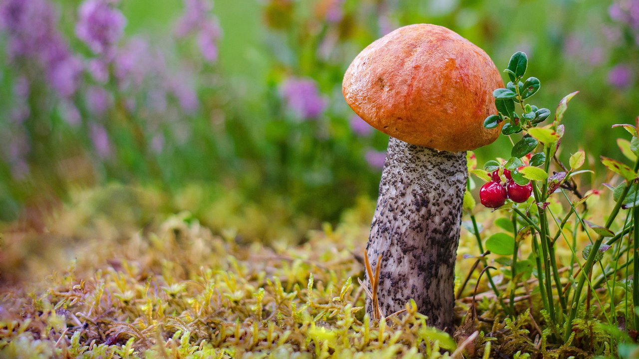 Обои цветы, подосиновик, трава, лес, макро, осень, гриб, мох, ягоды, flowers, boletus, grass, forest, macro, autumn, mushroom, moss, berries разрешение 2880x1800 Загрузить