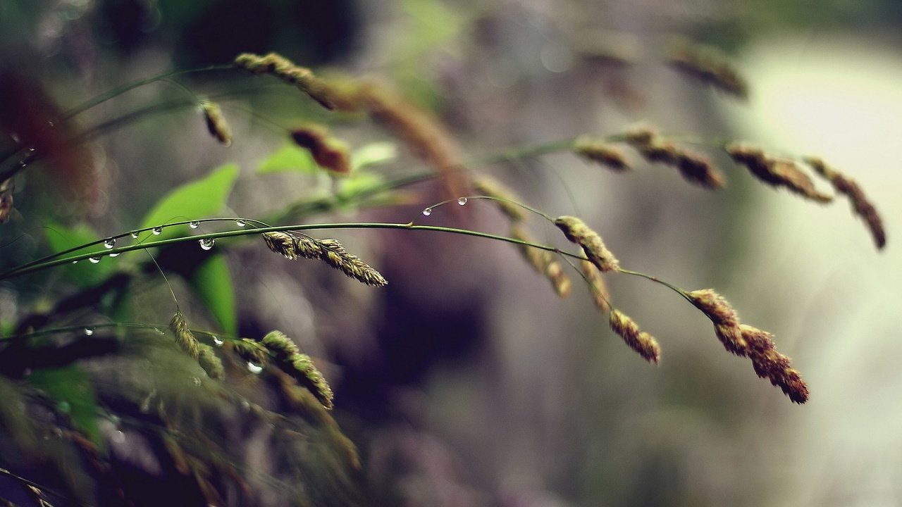 Обои трава, природа, макро, фон, роса, капли, дождь, колоски, grass, nature, macro, background, rosa, drops, rain, spikelets разрешение 1920x1200 Загрузить