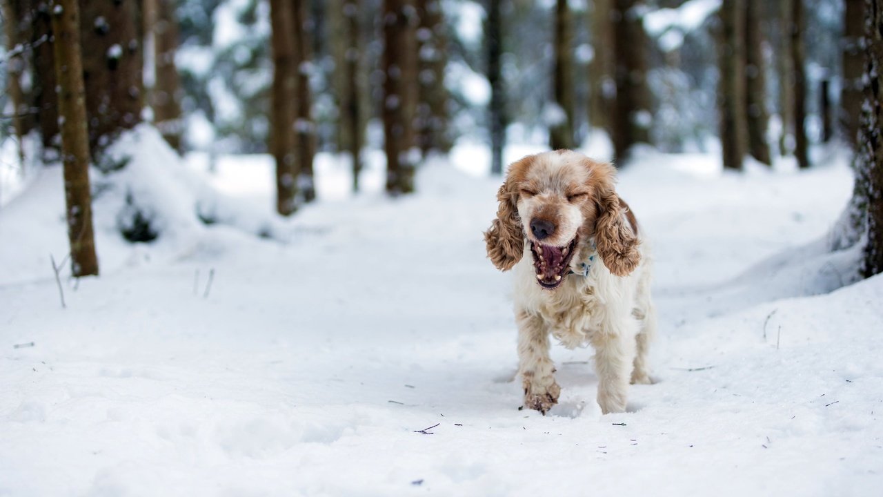 Обои лес, зима, собака, спаниель, кокер-спаниель, christina sepúlveda, forest, winter, dog, spaniel, cocker spaniel разрешение 2048x1365 Загрузить