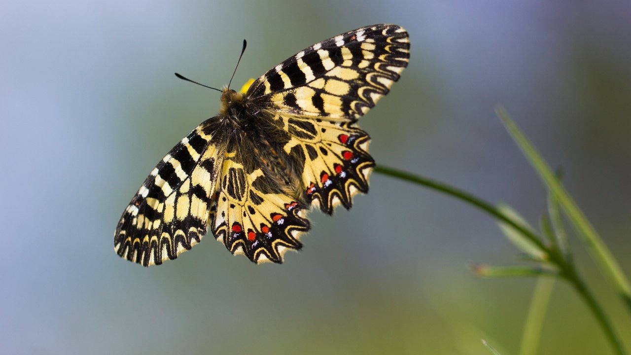 Обои макро, бабочка, боке, macro, butterfly, bokeh разрешение 1920x1200 Загрузить