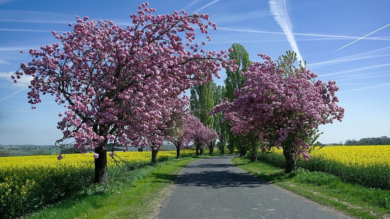 Обои небо, дорога, деревья, солнце, цветение, поля, весна, рапс, the sky, road, trees, the sun, flowering, field, spring, rape разрешение 1920x1200 Загрузить