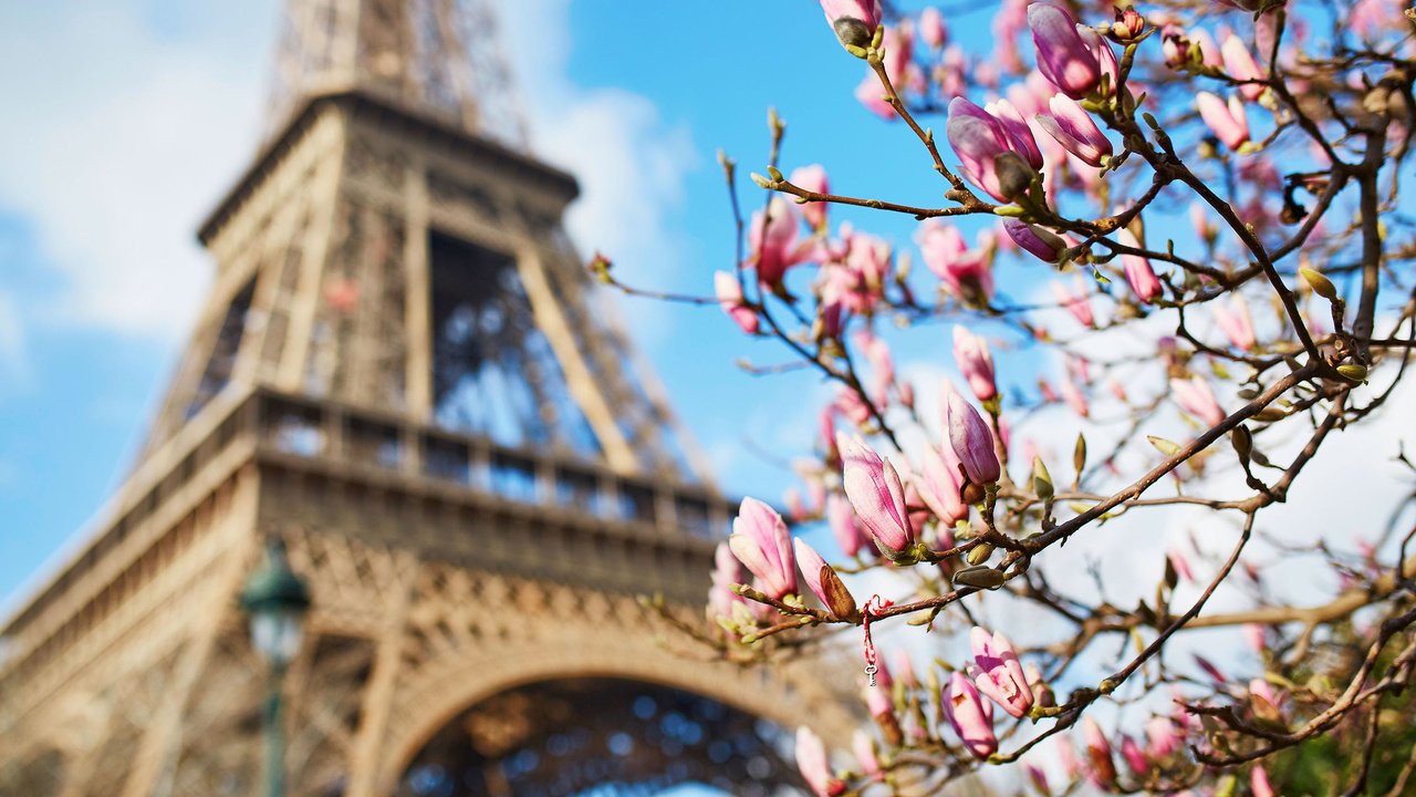 Обои париж, весна, франция, эйфелева башня, магнолия, paris, spring, france, eiffel tower, magnolia разрешение 2880x1800 Загрузить