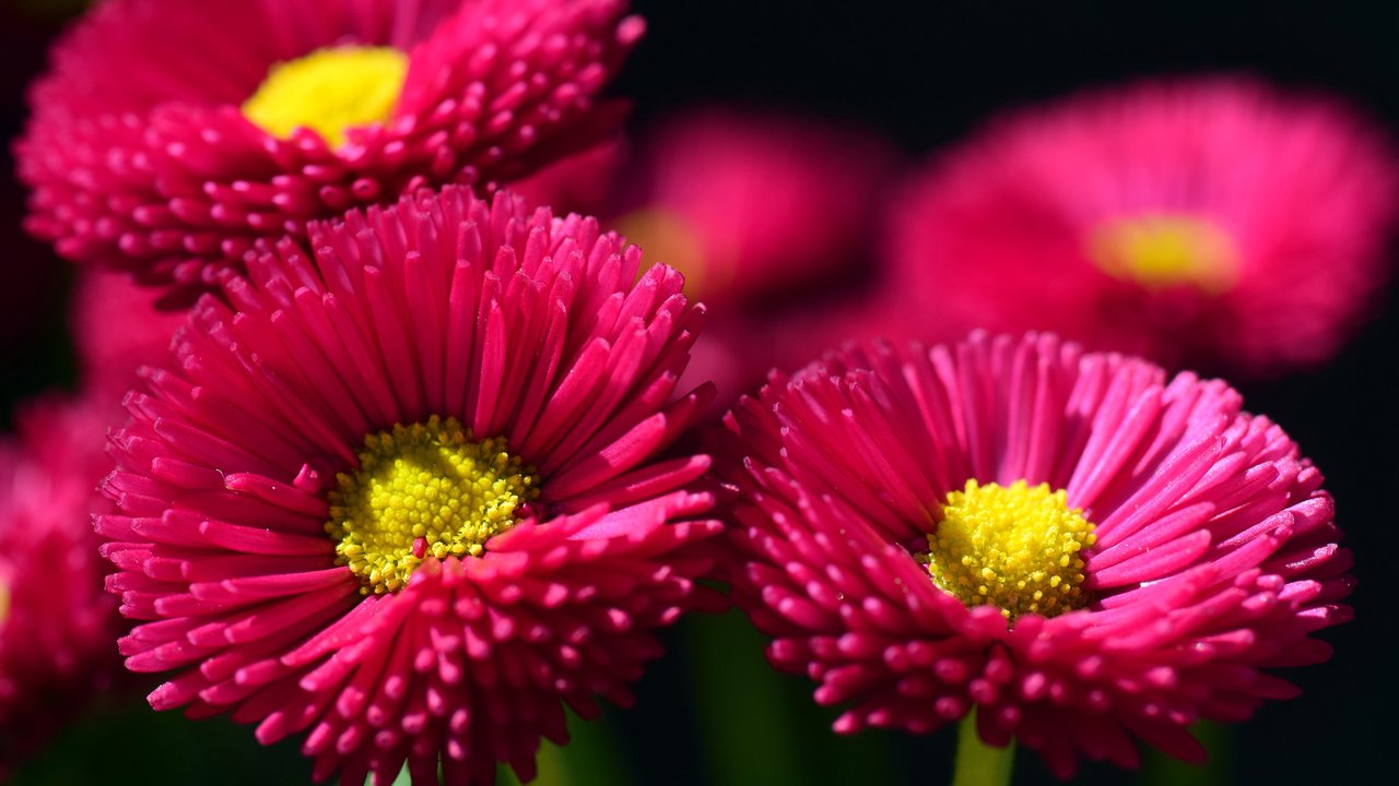 Обои цветы, лепестки, маргаритки, flowers, petals, daisy разрешение 3840x2400 Загрузить