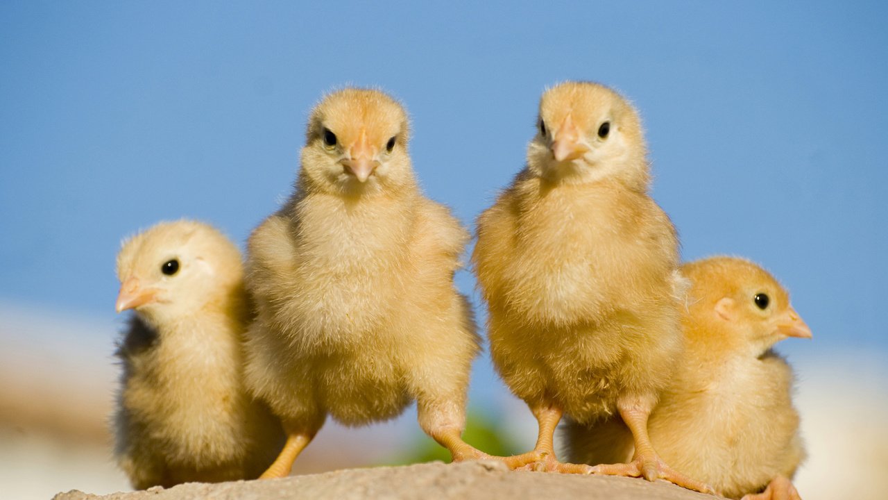 Обои птицы, птенцы, цыплята, tamassio, birds, chicks, chickens разрешение 3840x2400 Загрузить