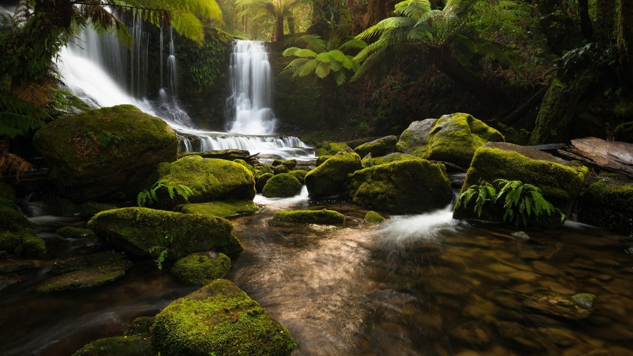 Обои река, природа, камни, лес, водопад, джунгли, тасмания, river, nature, stones, forest, waterfall, jungle, tasmania разрешение 1920x1200 Загрузить