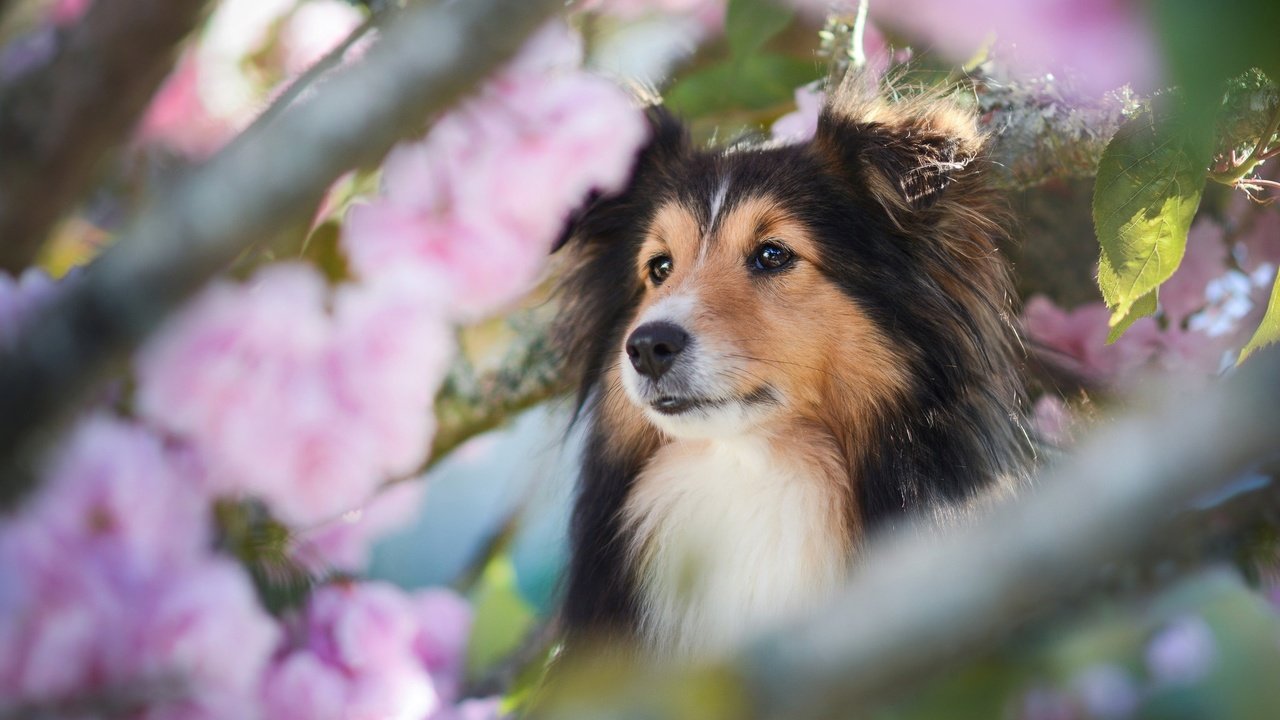 Обои морда, ветки, собака, весна, шелти, шетландская овчарка, face, branches, dog, spring, sheltie, shetland sheepdog разрешение 2048x1365 Загрузить