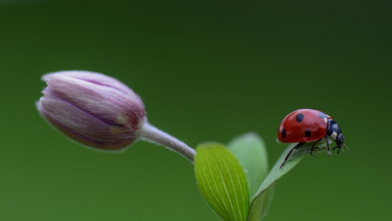 Обои насекомое, фон, цветок, божья коровка, бутон, insect, background, flower, ladybug, bud разрешение 2048x1365 Загрузить