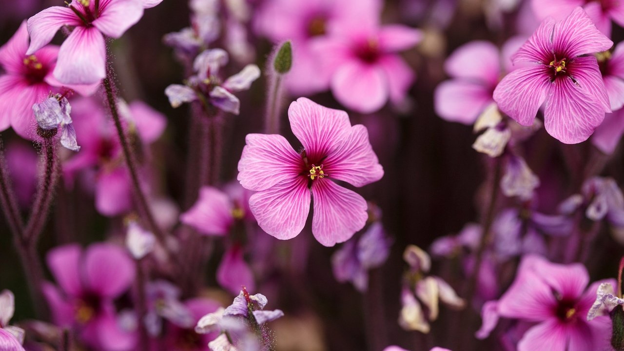 Обои цветы, лепестки, розовые, герань, flowers, petals, pink, geranium разрешение 2048x1365 Загрузить