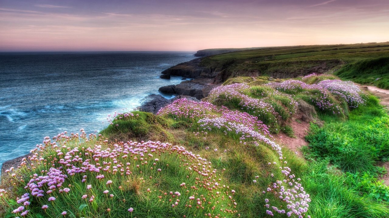 Обои цветы, вечер, скалы, берег, море, побережье, flowers, the evening, rocks, shore, sea, coast разрешение 2560x1707 Загрузить