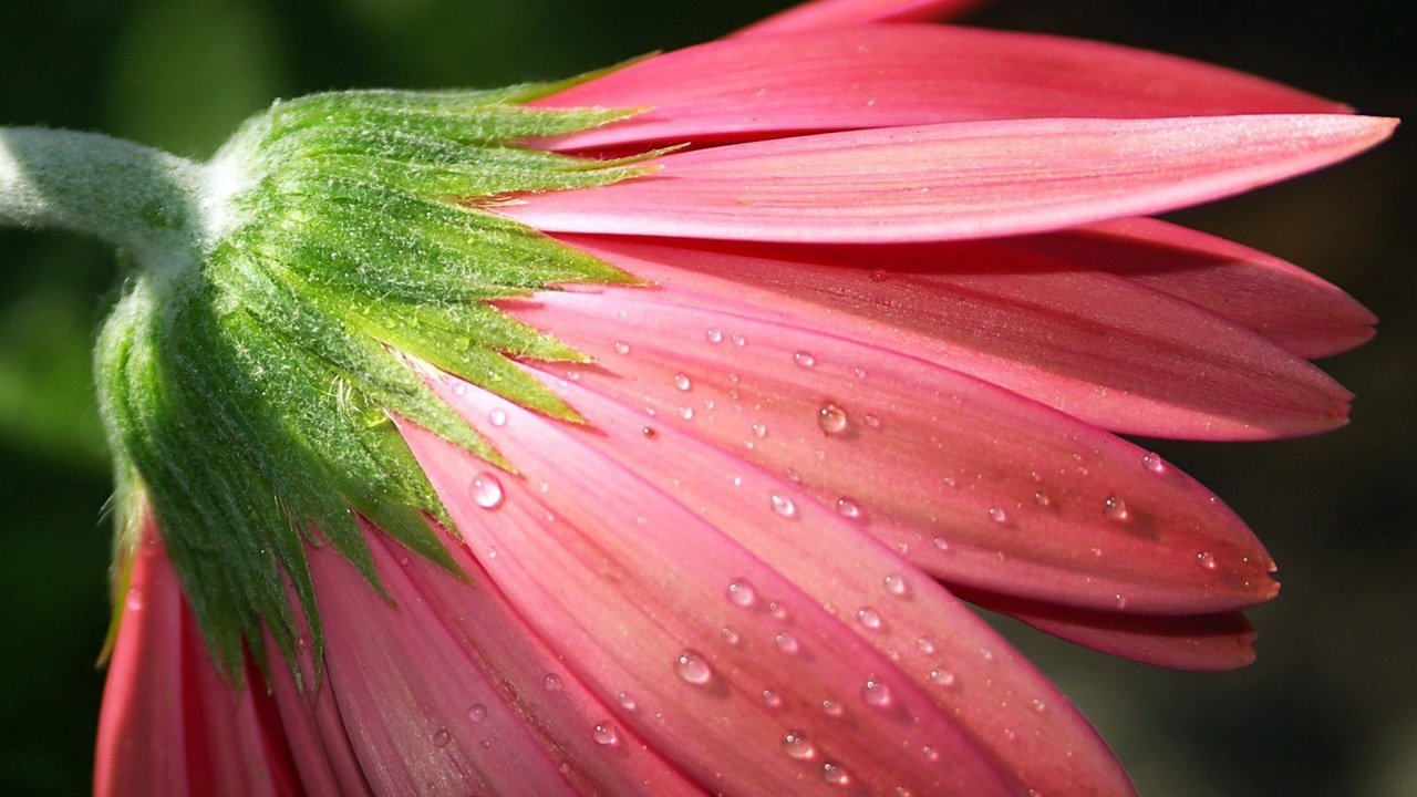 Обои цветок, роса, капли, бутон, гербера, розовый цветок, flower, rosa, drops, bud, gerbera, pink flower разрешение 3840x2160 Загрузить