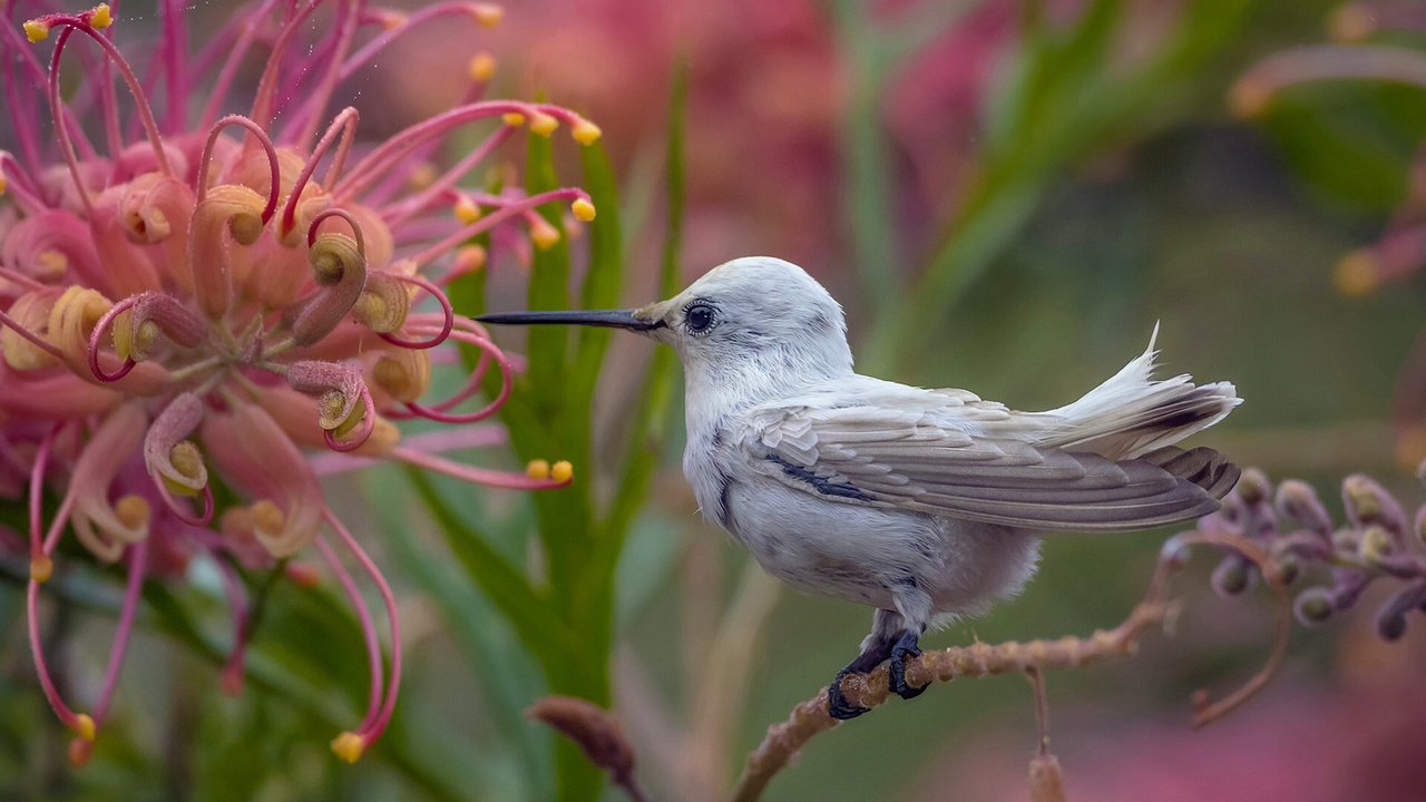 Обои природа, цветок, птица, птичка, тропики, колибри, nature, flower, bird, tropics, hummingbird разрешение 1920x1262 Загрузить
