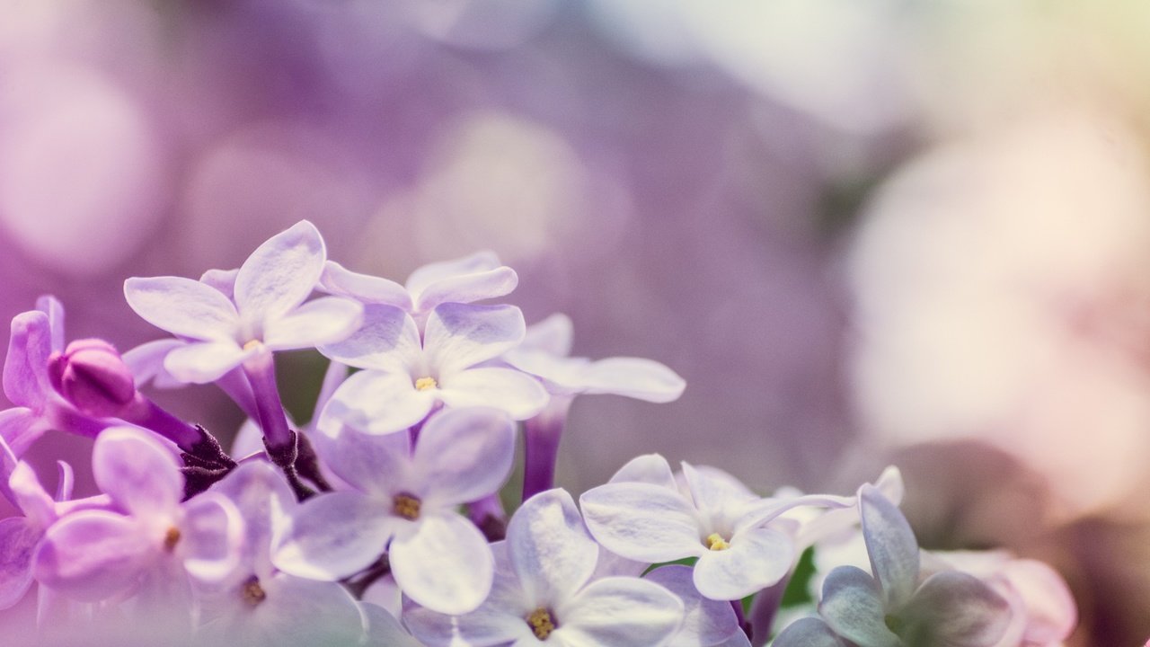 Обои цветы, цветение, макро, весна, сирень, боке, flowers, flowering, macro, spring, lilac, bokeh разрешение 2048x1365 Загрузить