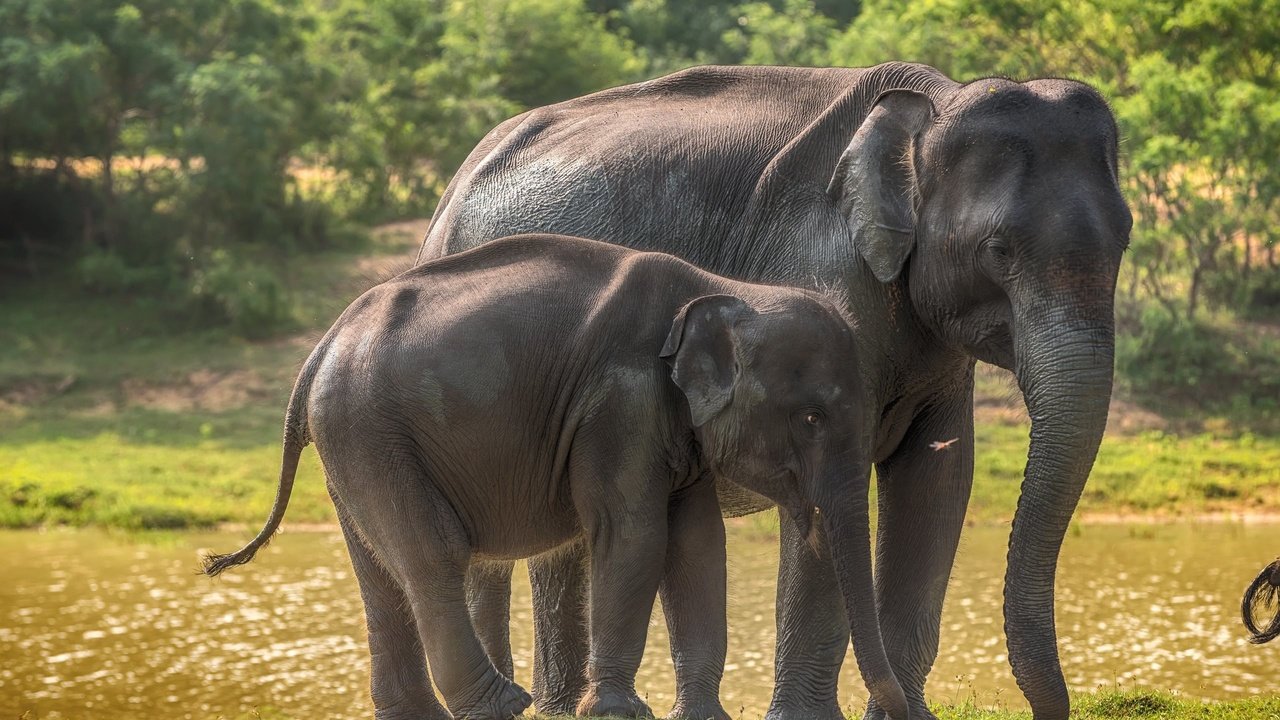 Обои слоны, дикая природа, слоненок, шри-ланка, elephants, wildlife, elephant, sri lanka разрешение 2560x1600 Загрузить