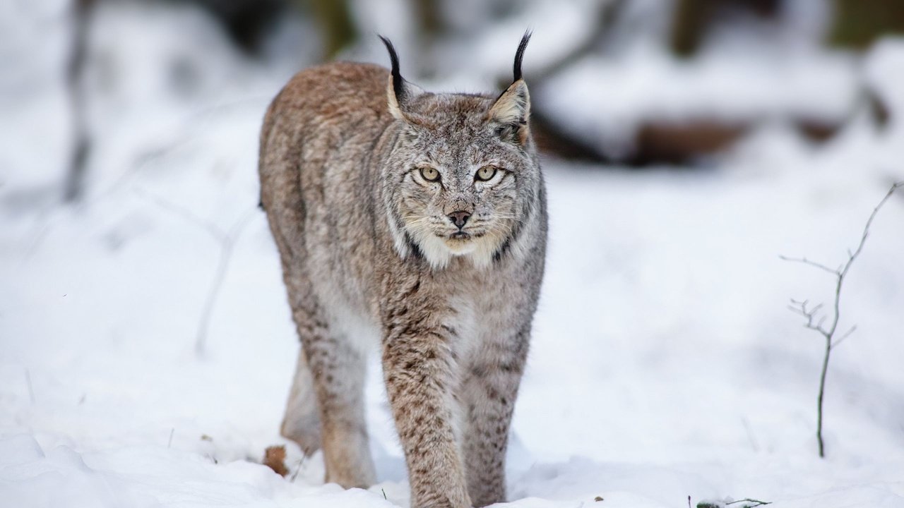 Обои снег, лес, зима, рысь, хищники, snow, forest, winter, lynx, predators разрешение 2560x1600 Загрузить